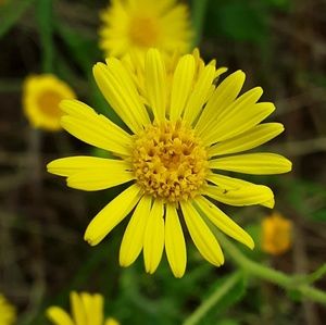 Meet your Posher, Kylee